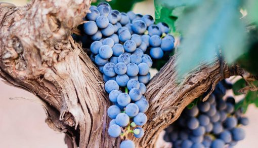 poama proaspata de consum sau vin