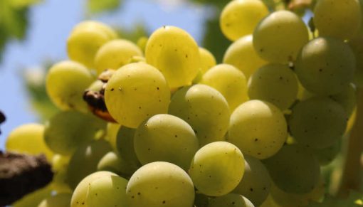 poama alba pentru producerea vinului