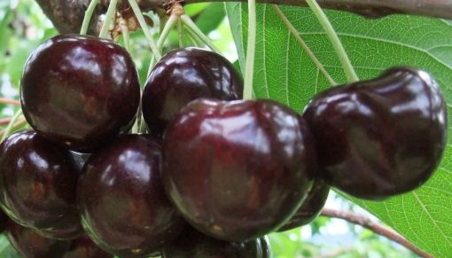 cirese skeena skina fruit agro