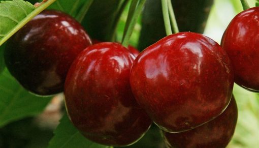 cirese bigarreau burlat fruit agro