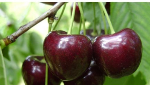 cirese regina fruit agro